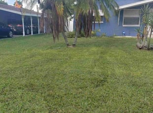 Tanya N.'s turf care service result