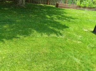 Bill H.'s lawn care services service result