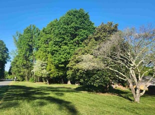 Beth B.'s grass maintenance service result