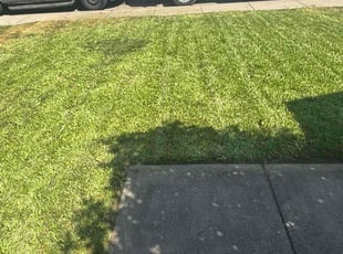 Nyla B.'s turf maintenance service result