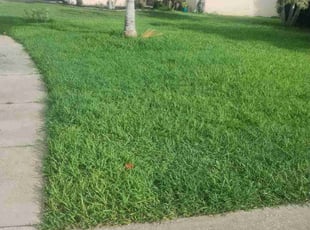 Lindsay P.'s lawn care services service result