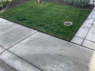 Abanoub F.'s lawn maintenance service result