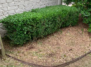 Chad S.'s Bush Trimming service result