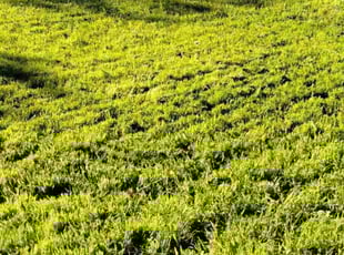 Daniela R.'s grass cutting service result