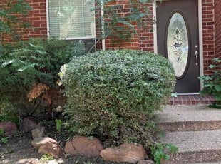 Alex S.'s Bush Trimming service result