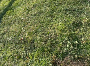 Zenobia H.'s grass maintenance service result