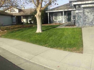 Melissa B.'s lawn care service result