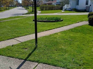 Cynthia C.'s turf maintenance service result
