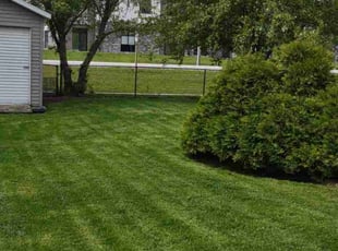 Levi G.'s grass maintenance service result