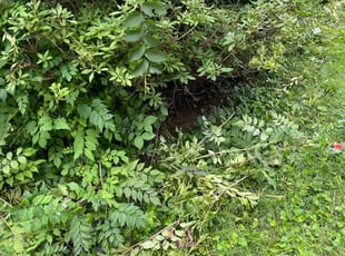 Jenny R.'s Bush Trimming service result