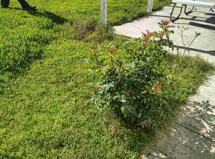 John Y.'s lawn maintenance service result