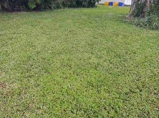 Tiffany C.'s grass maintenance service result