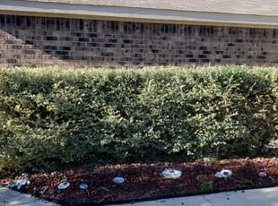 Kouger W.'s Bush Trimming service result