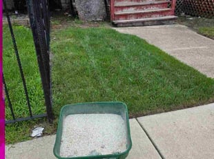 Claudia B.'s Weeding service result