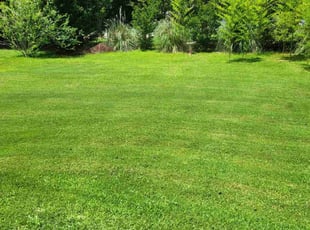 Whitney P.'s turf maintenance service result