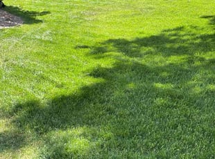 Kennetha M.'s grass cutting service result
