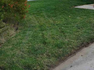 Natalia C.'s grass maintenance service result
