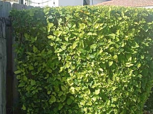 Adam S.'s Bush Trimming service result