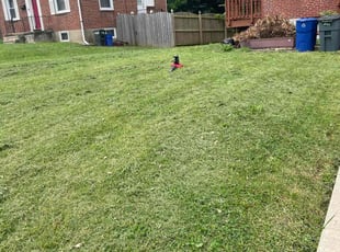 Greg J.'s Bush Trimming service result