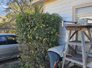 Raquel F.'s Bush Trimming service result