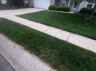 Roy O.'s grass maintenance service result