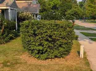 Troy L.'s Bush Trimming service result