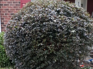 Dave S.'s Bush Trimming service result