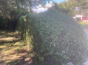 Moenika E.'s Bush Trimming service result