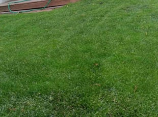 Sharon B.'s turf care service result