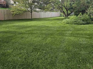 Steve M.'s lawn care service result