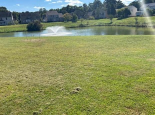 Trisha A.'s turf maintenance service result