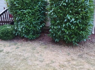 Mark L.'s Bush Trimming service result