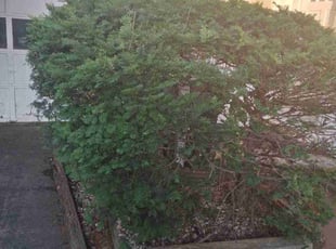 Tina W.'s Bush Trimming service result