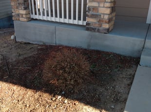 Scott S.'s Bush Trimming service result