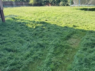 Kim T.'s lawn maintenance service result