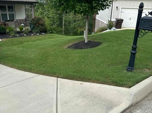 Lizzy P.'s turf maintenance service result