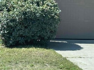 Danelle M.'s Bush Trimming service result