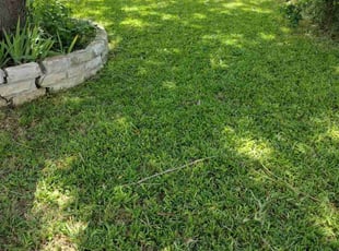 Elena H.'s turf care service result