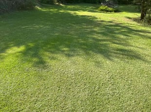 Gina P.'s grass cutting service result