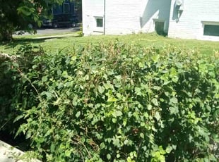 Jozie C.'s Bush Trimming service result