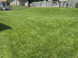 Tara W.'s turf care service result