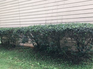 Jordan A.'s Bush Trimming service result