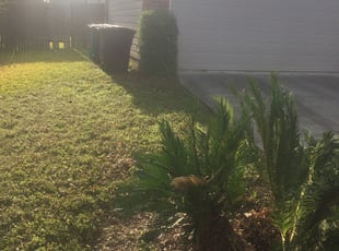 Terry J.'s Bush Trimming service result
