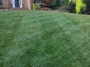 Ulrike P.'s lawn care service result