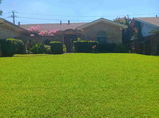 Kerry S.'s turf care service result