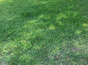 Sharon T.'s lawn care services service result