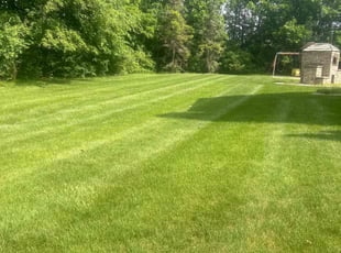 Niki M.'s grass cutting service result