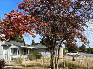 Jennifer H.'s Bush Trimming service result