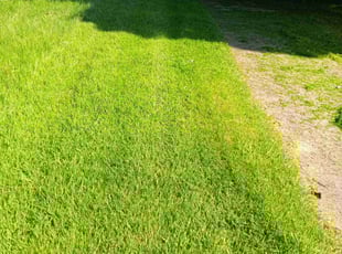 Greg M.'s grass cutting service result