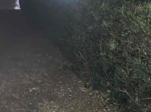 Frankie L.'s Bush Trimming service result